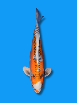 Doitsu Kujaku | Koi&Co.